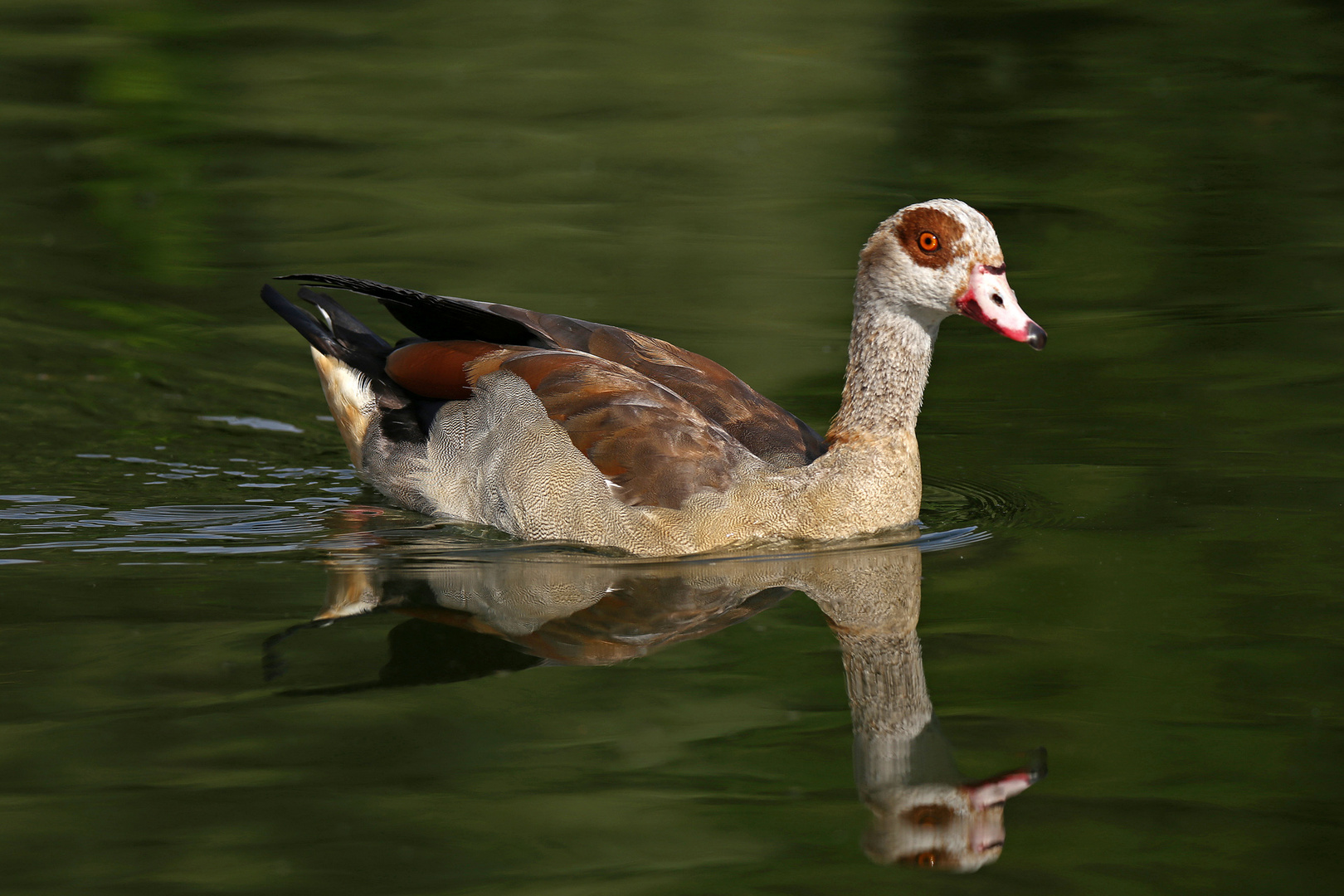 Nilgans