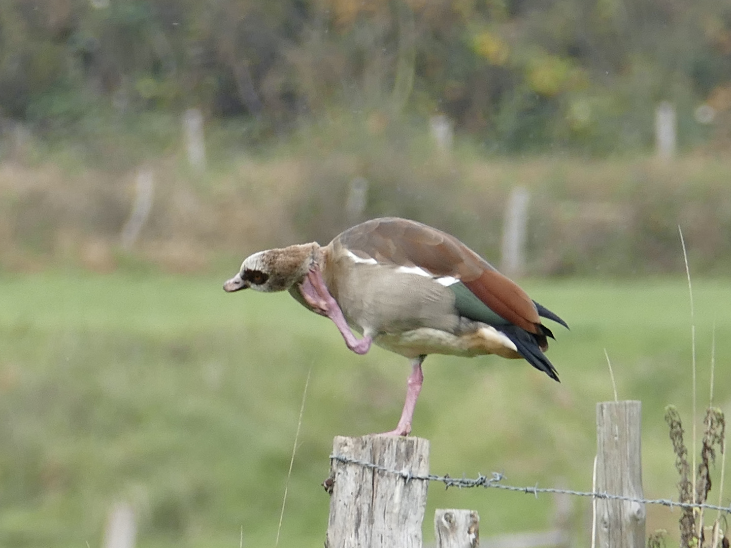 Nilgans