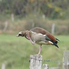 Nilgans