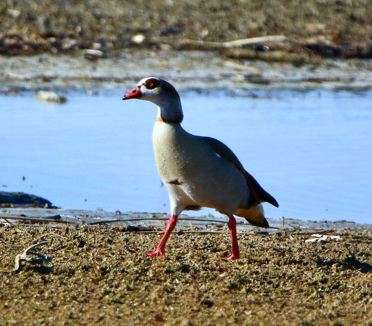 Nilgans