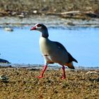 Nilgans