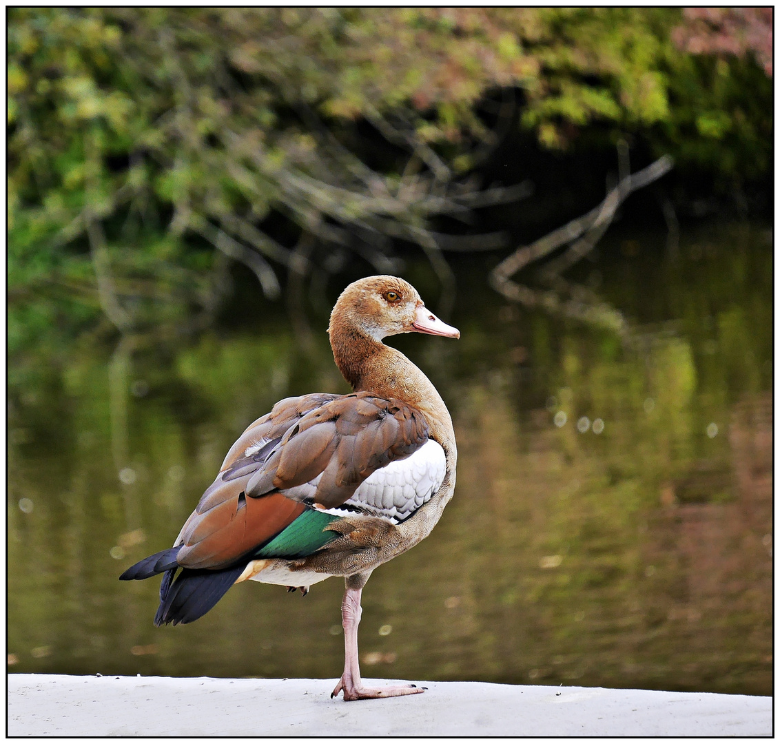 Nilgans