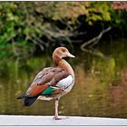 Nilgans