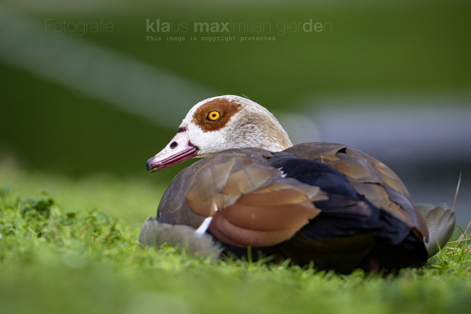 Nilgans