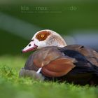 Nilgans