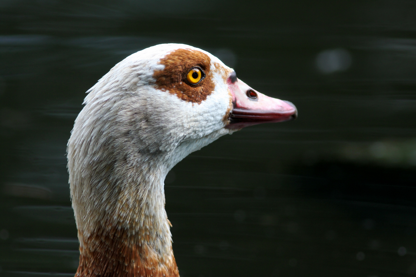 Nilgans