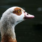 Nilgans