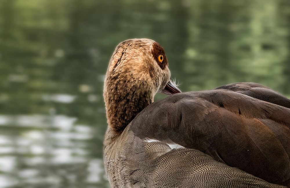 Nilgans