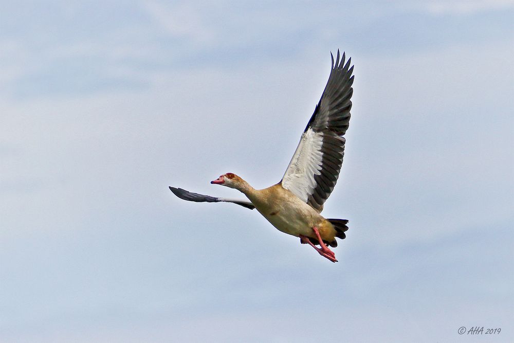 Nilgans