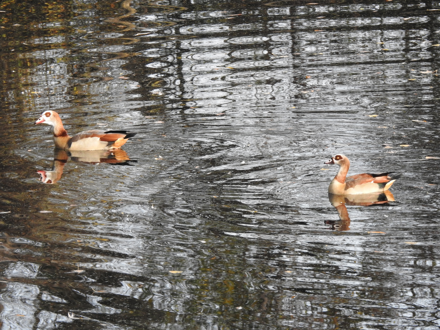 Nilgans