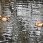 Nilgans