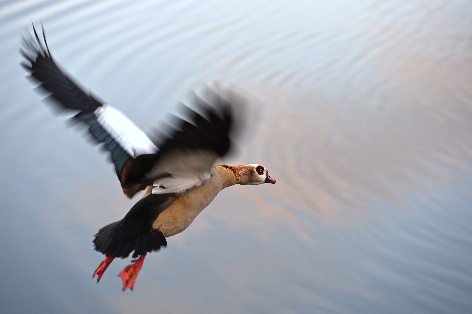 Nilgans