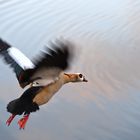 Nilgans