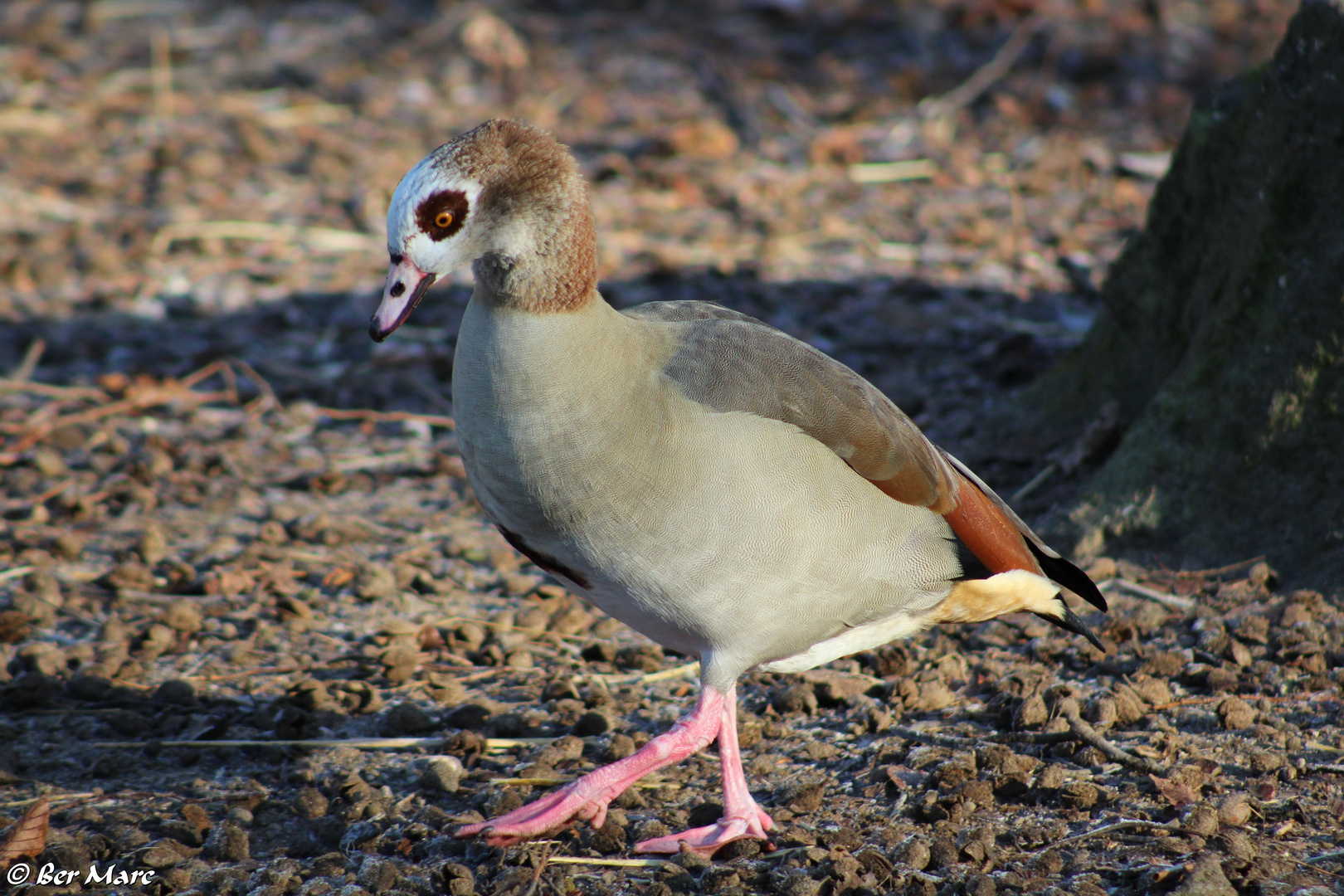 Nilgans