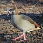 Nilgans