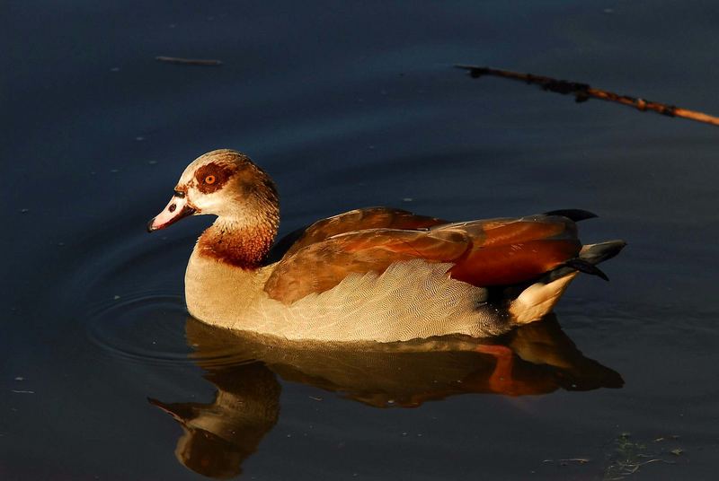 Nilgans