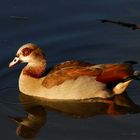 Nilgans