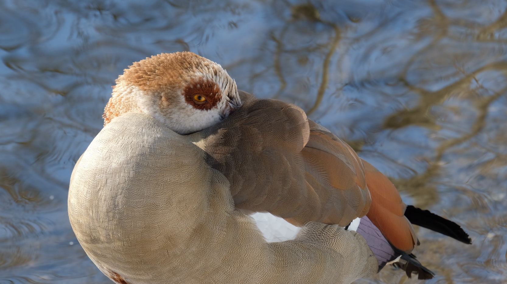 Nilgans