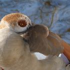 Nilgans