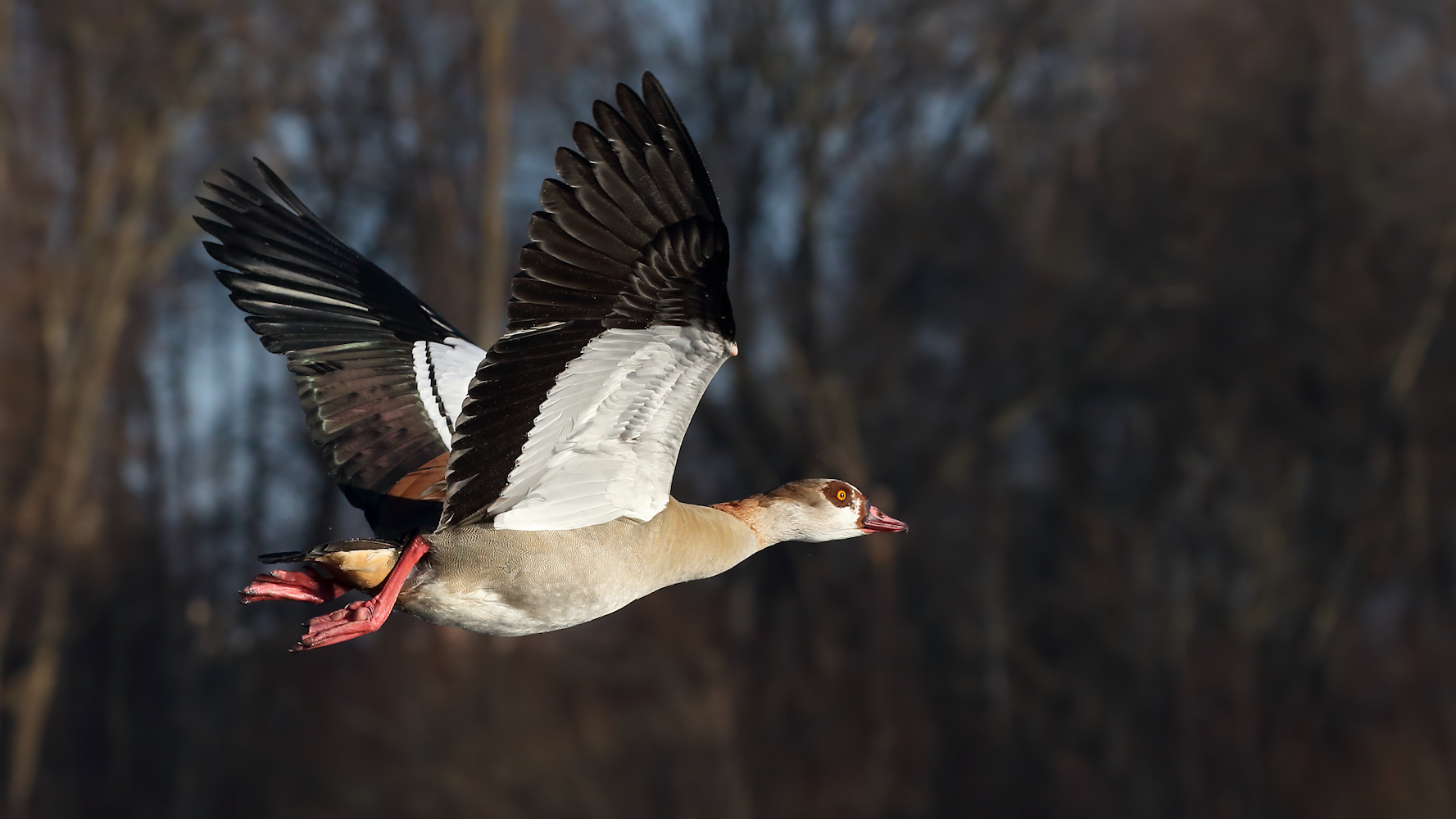 Nilgans