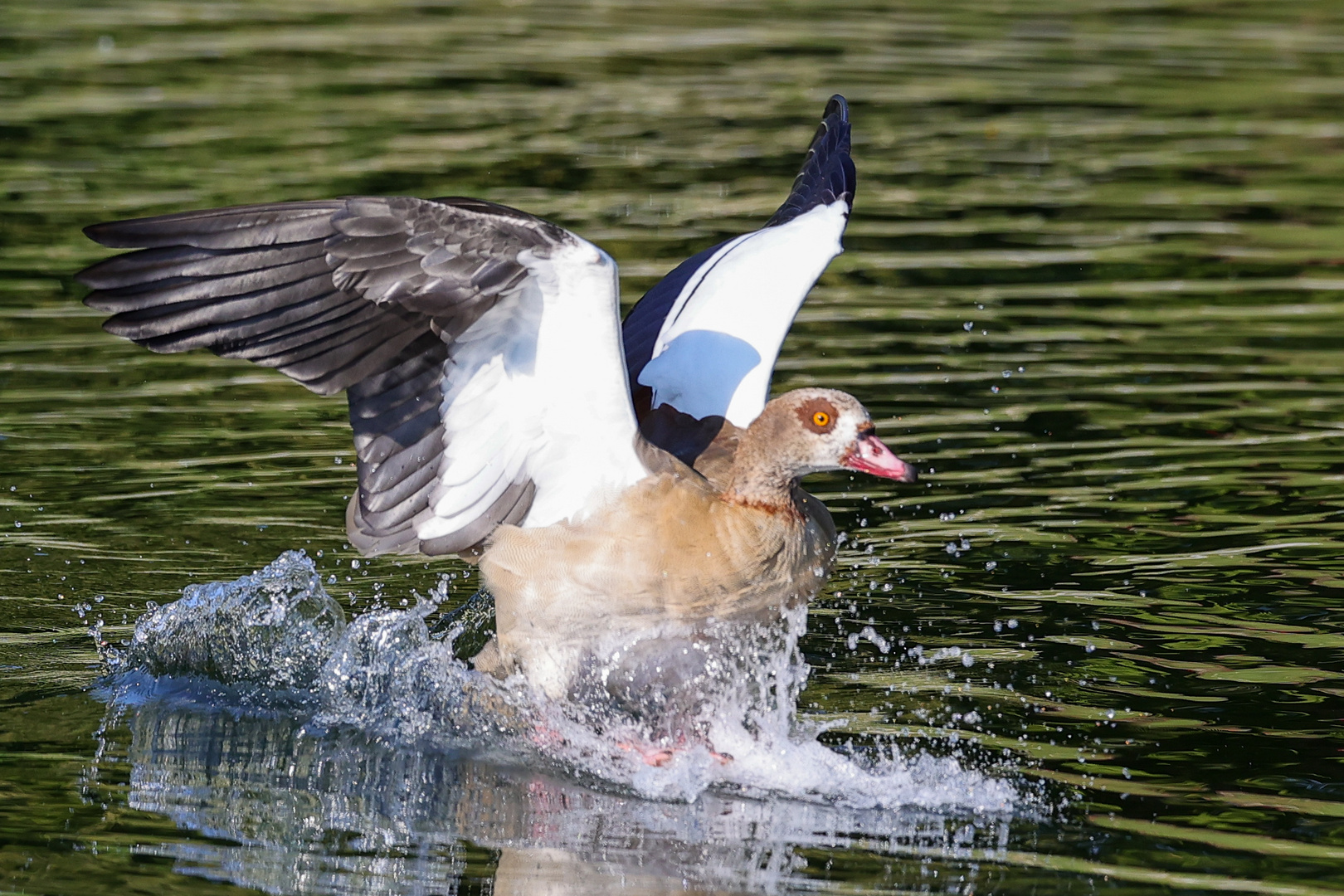 Nilgans