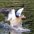 Nilgans