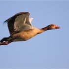 Nilgans