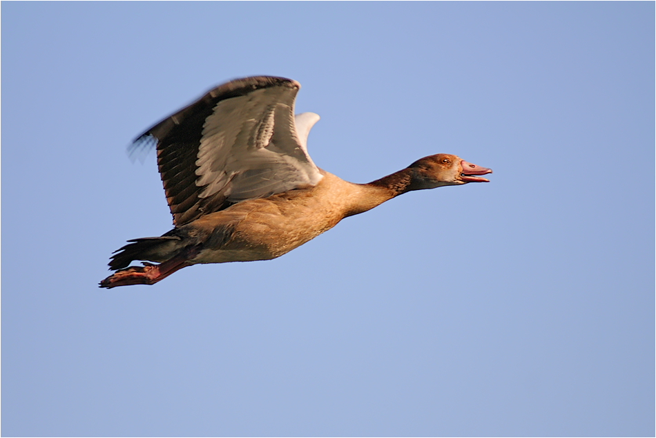 Nilgans