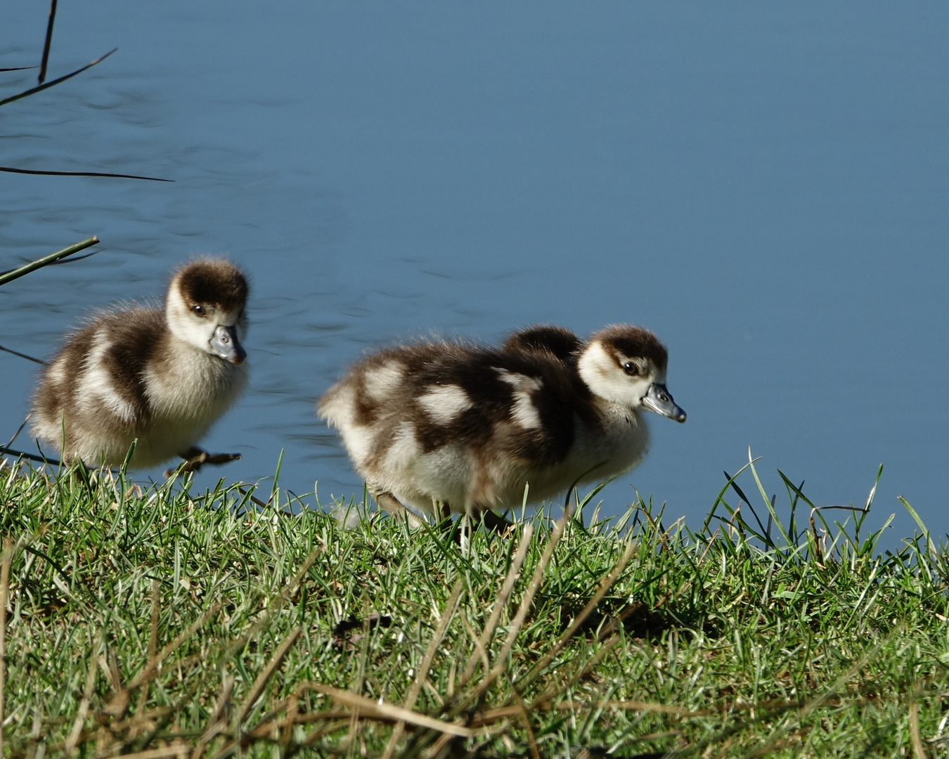 Nilgans