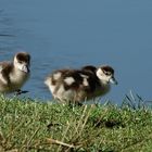 Nilgans