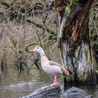 Nilgans