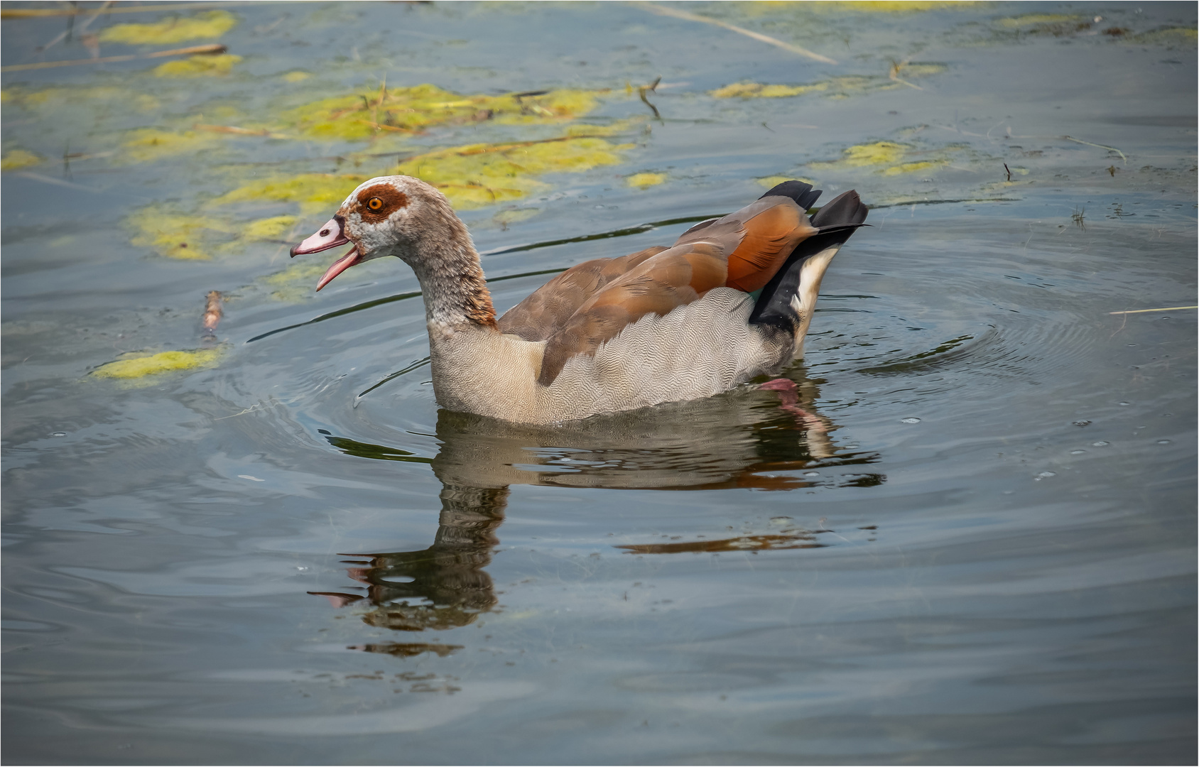 Nilgans