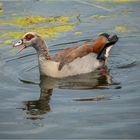 Nilgans