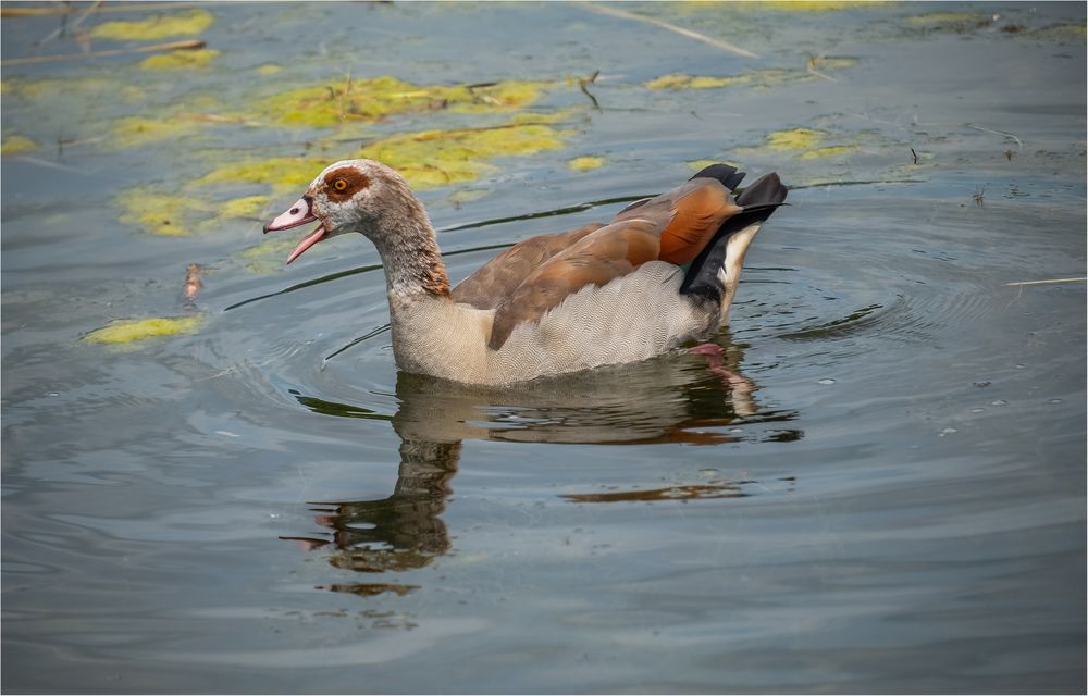 Nilgans