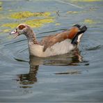 Nilgans