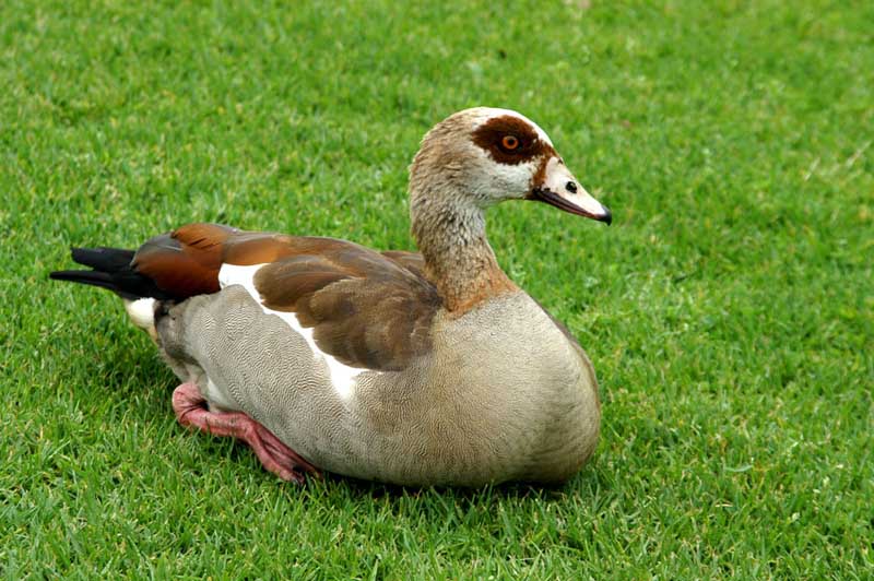 Nilgans