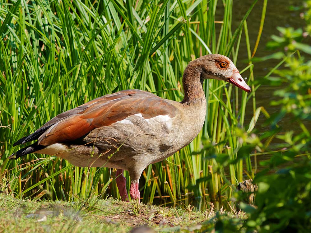 NILGANS