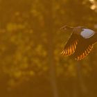 Nilgans