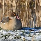 Nilgans 