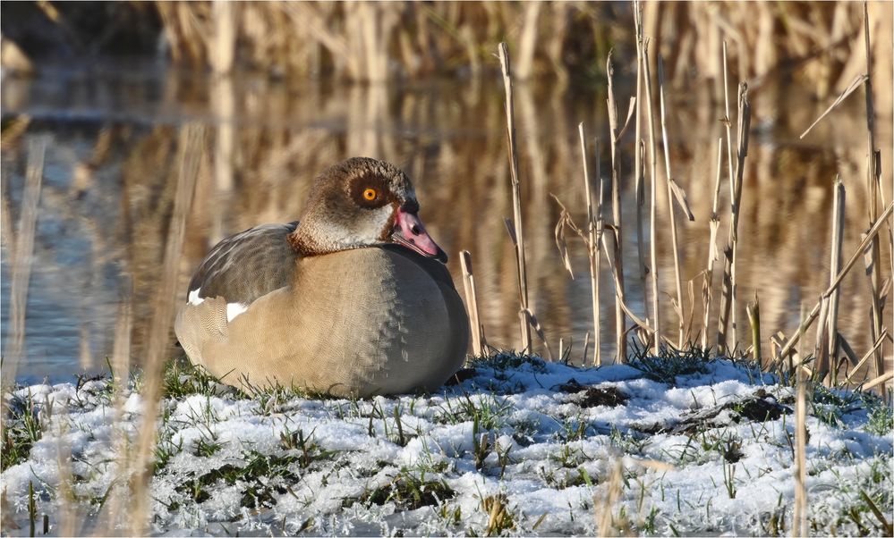 Nilgans 