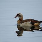 Nilgans