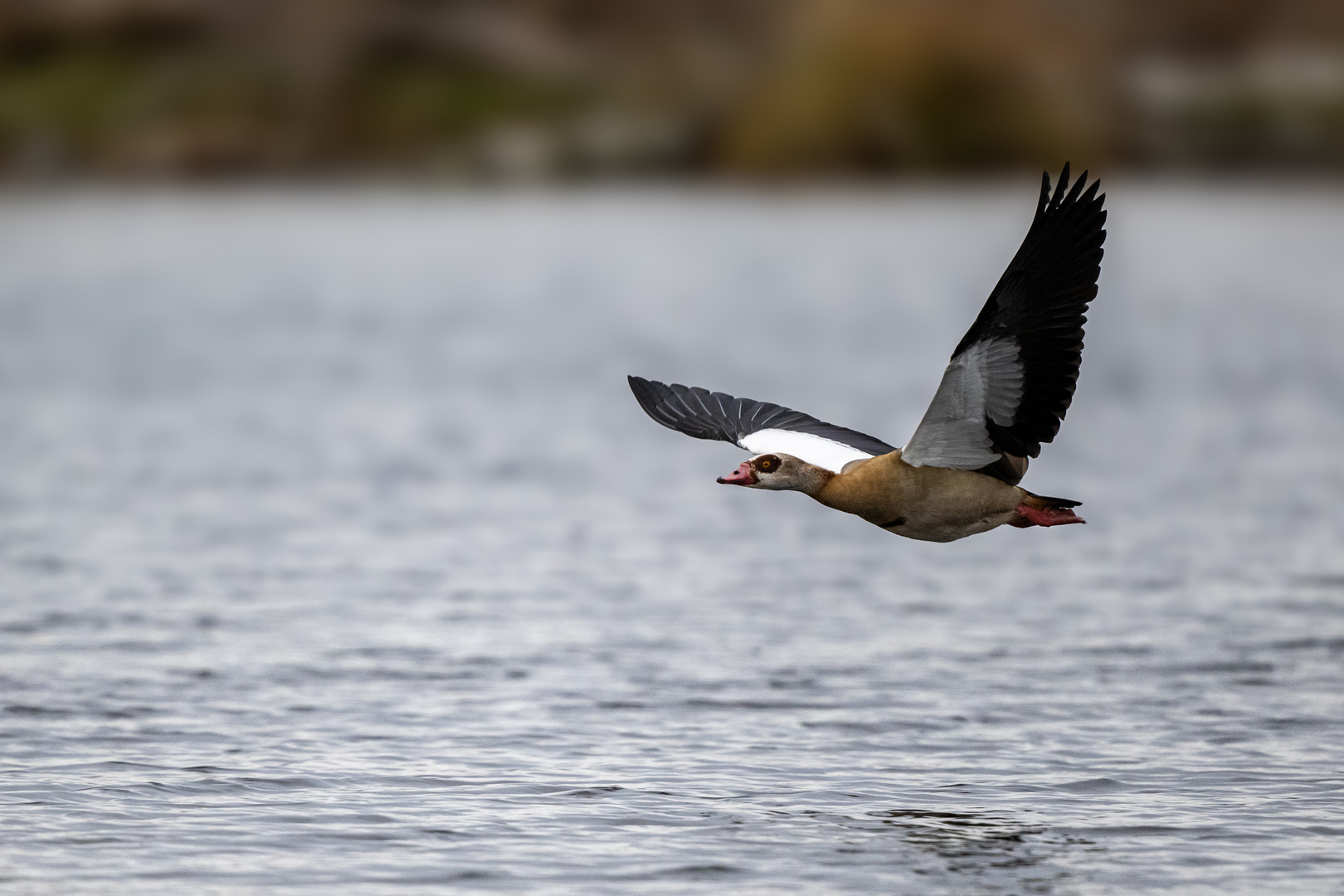 Nilgans 