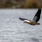 Nilgans 