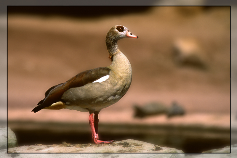 Nilgans