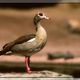 Nilgans