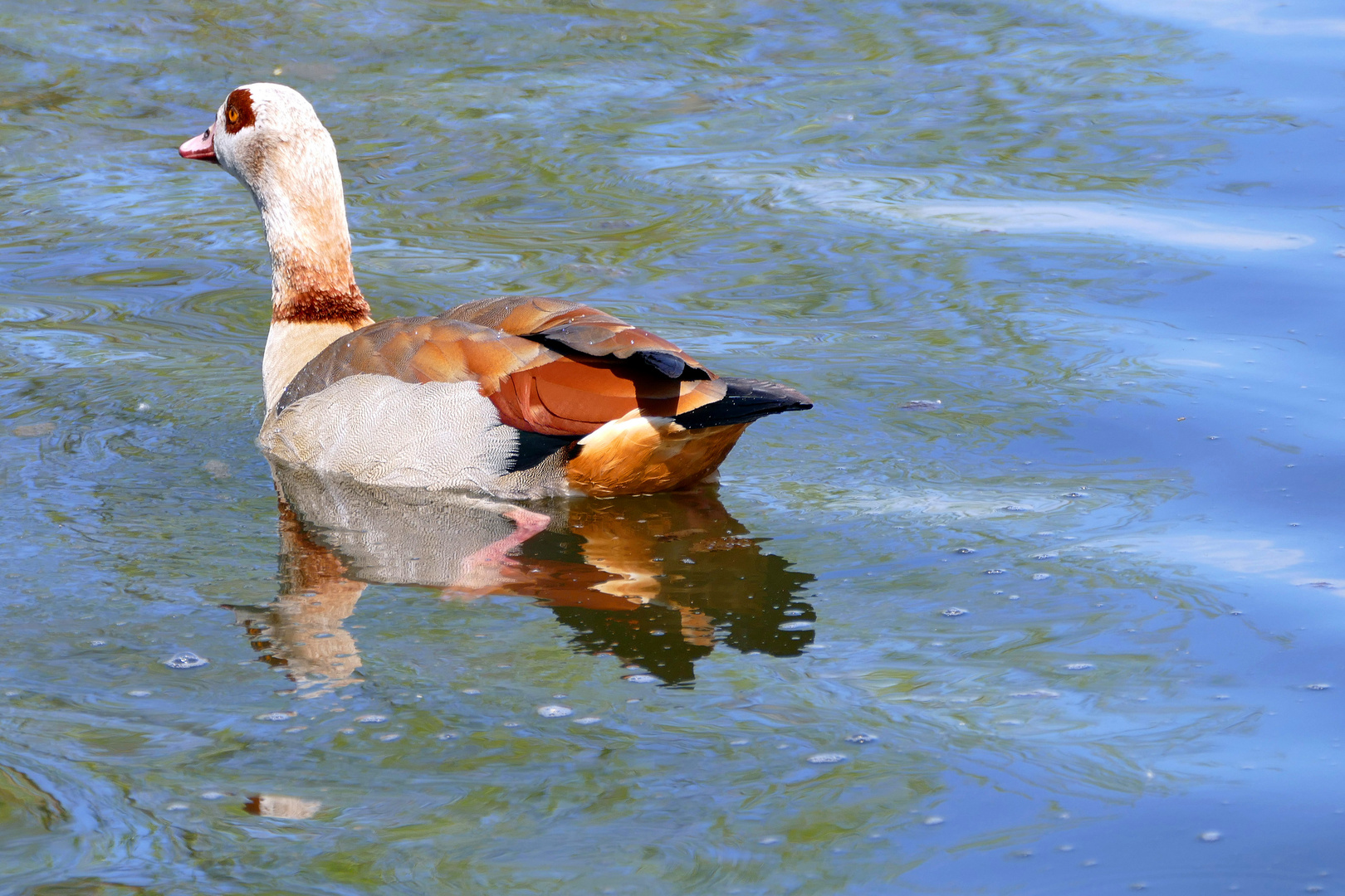 Nilgans