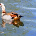 Nilgans