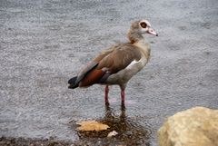 Nilgans