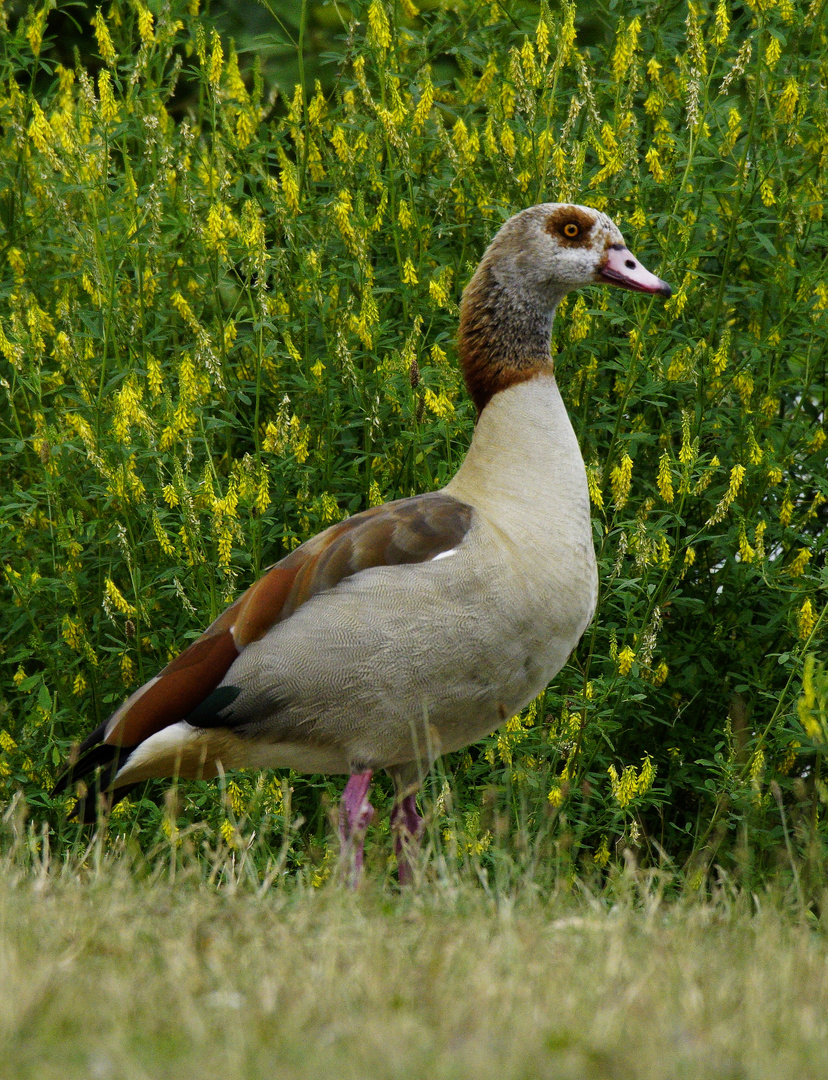 Nilgans.