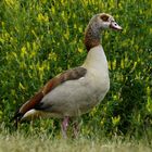 Nilgans.